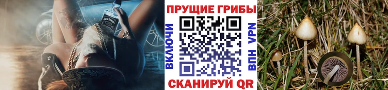Галлюциногенные грибы Cubensis  Старица 